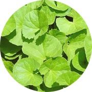 Centella asiatica extract