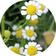 Chamomile Flower Extract