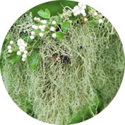 Usnea Barbata Extract