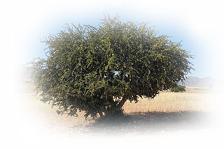 Argan tree