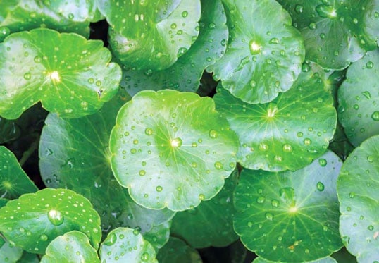 centella asiatica leaves how it looks in nature